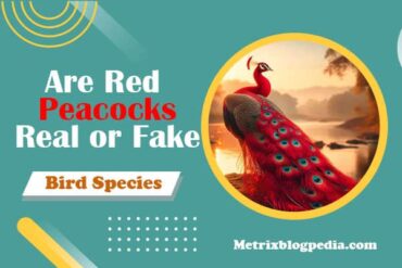 red peacock real or fake