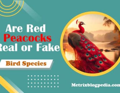 red peacock real or fake